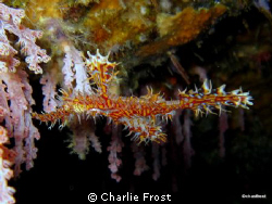 Ghost Pipe Fish by Charlie Frost 